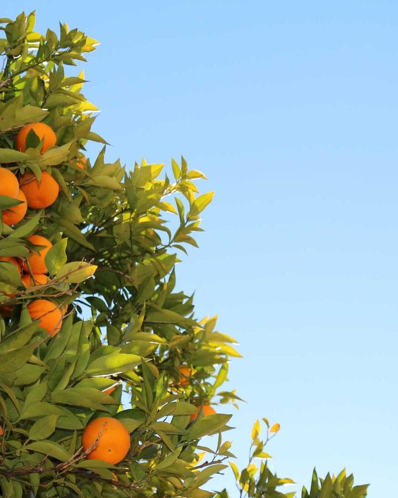 Chân váy Mango be xếp ly — mặt sau